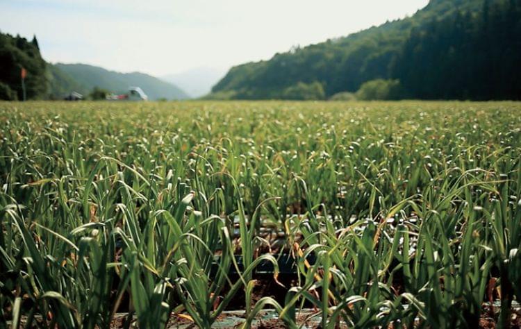5月のにんにく畑