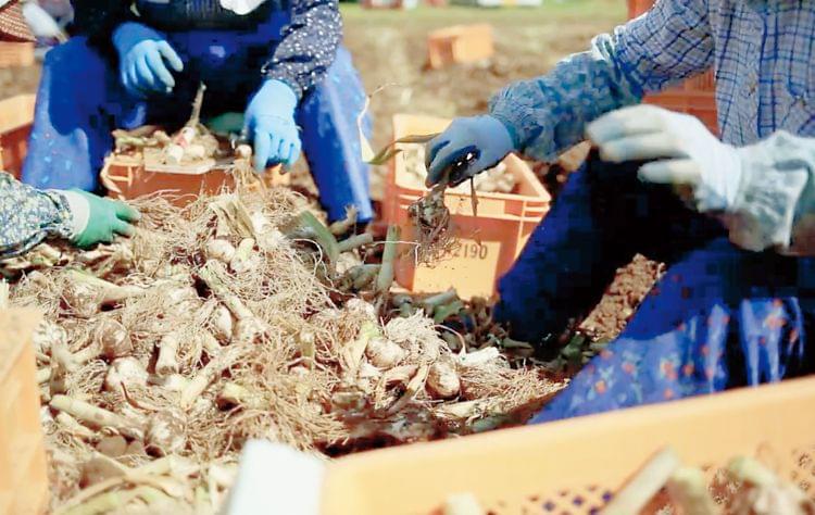 出荷作業の様子