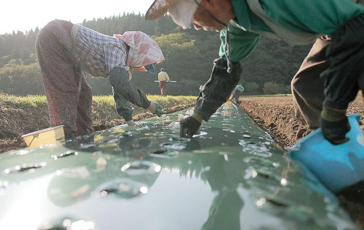 植え付けの様子