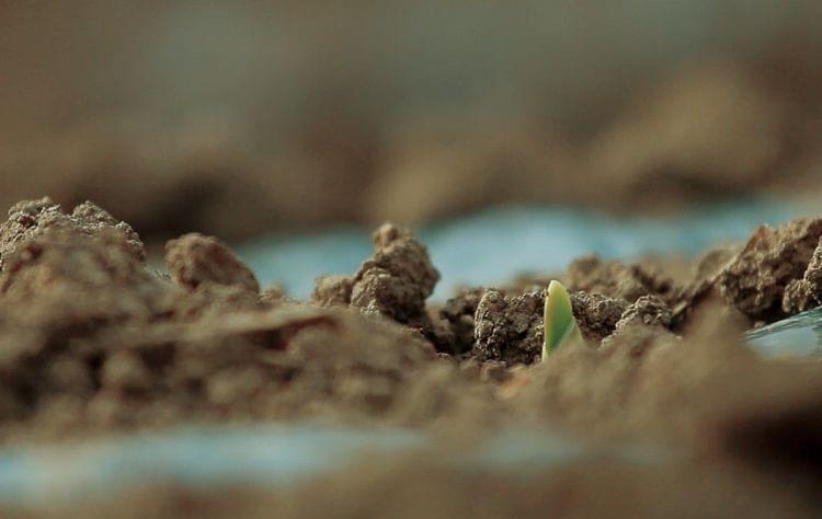 にんにくの芽生え