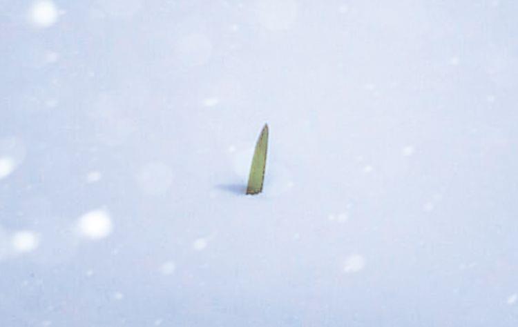 雪の下からの生えるにんにく