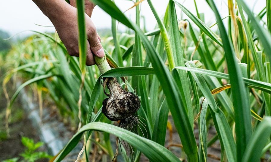 たっこ一号 美六姫