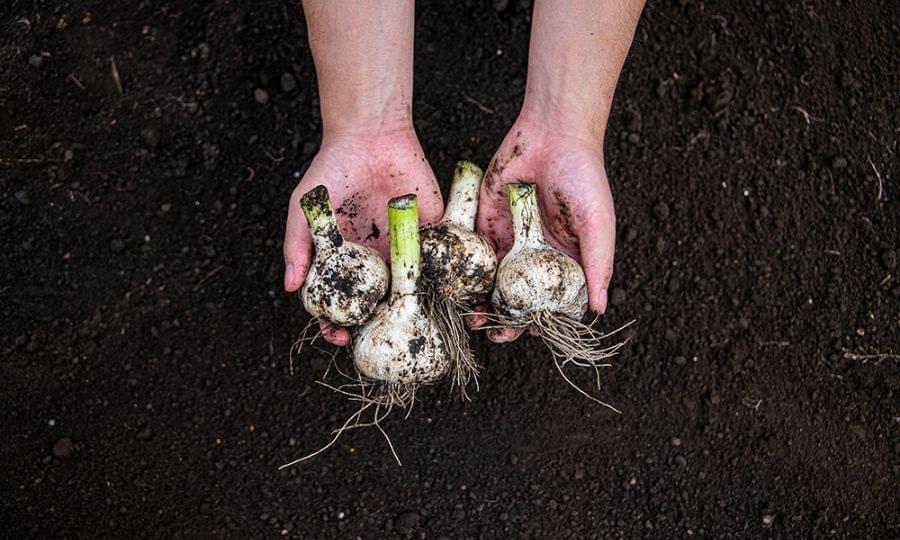 たっこ一号 美六姫