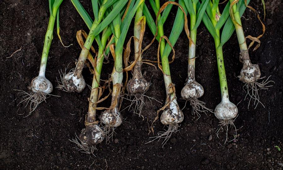 たっこ一号 美六姫