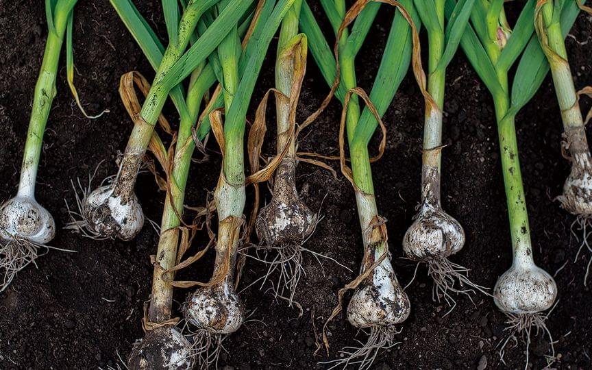 美六姫-みろくひめ