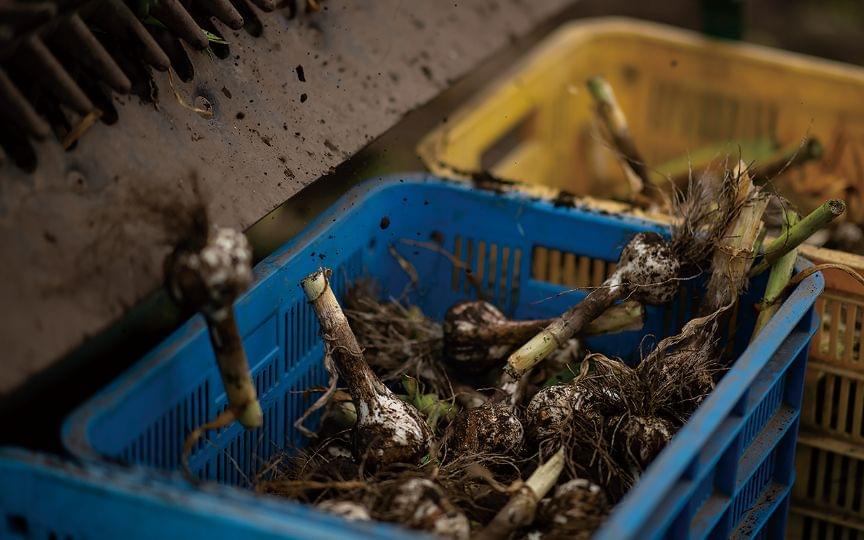 美六姫-みろくひめ