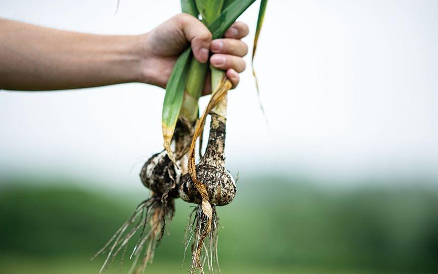 美六姫-みろくひめ