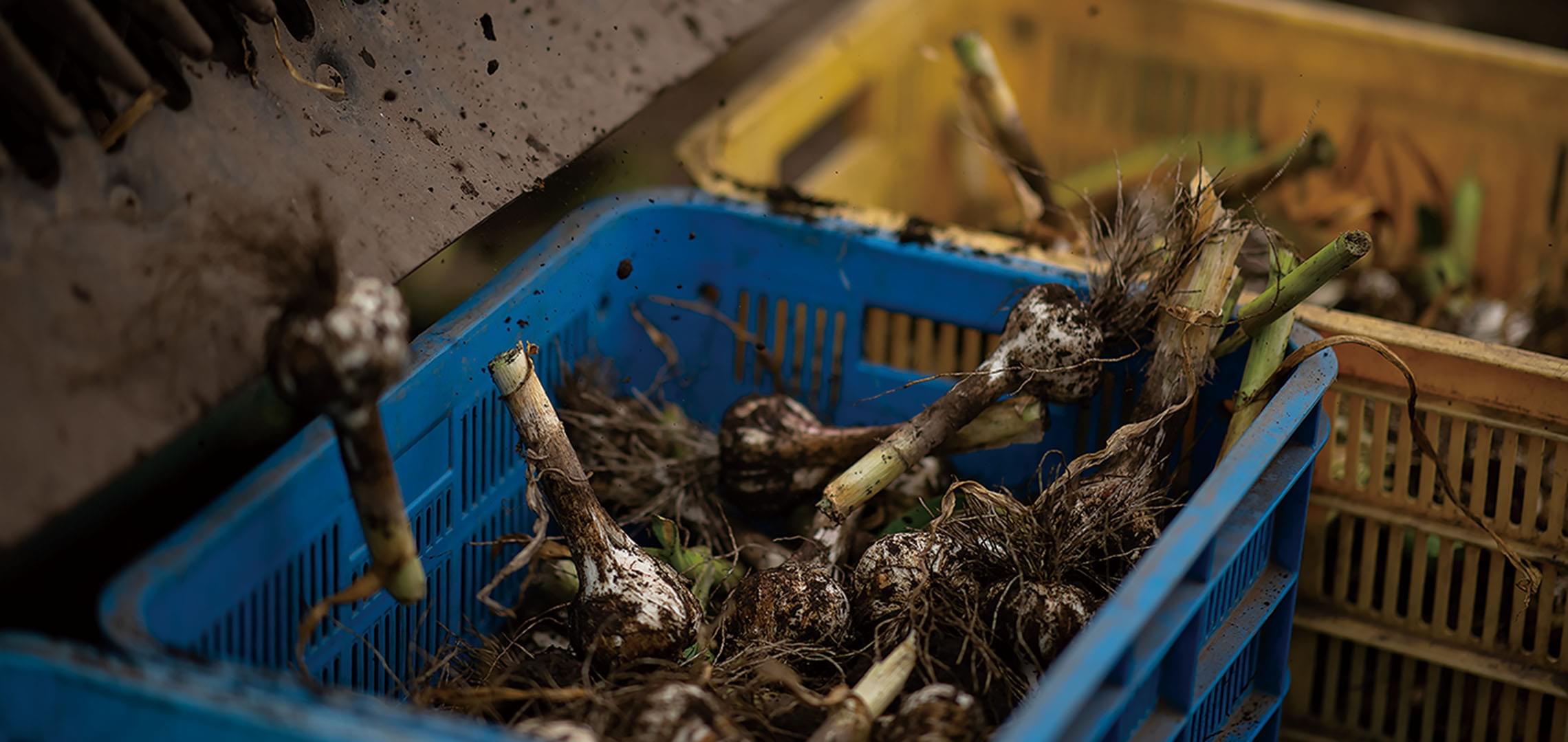 田子町ガーリックセンター 美六姫