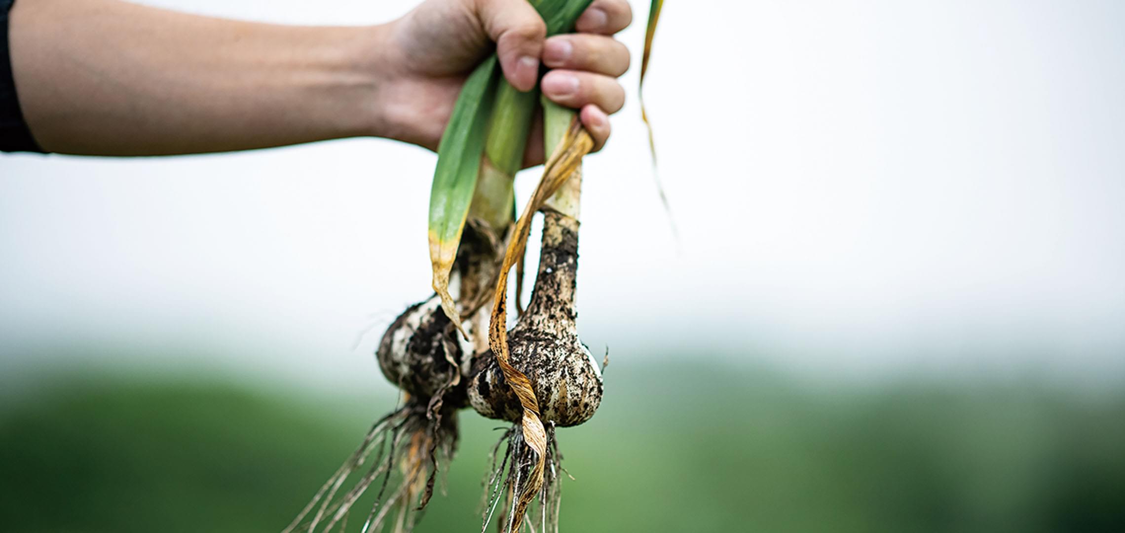 田子町ガーリックセンター 美六姫